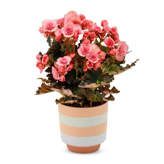 Begonia plant | Incl pot