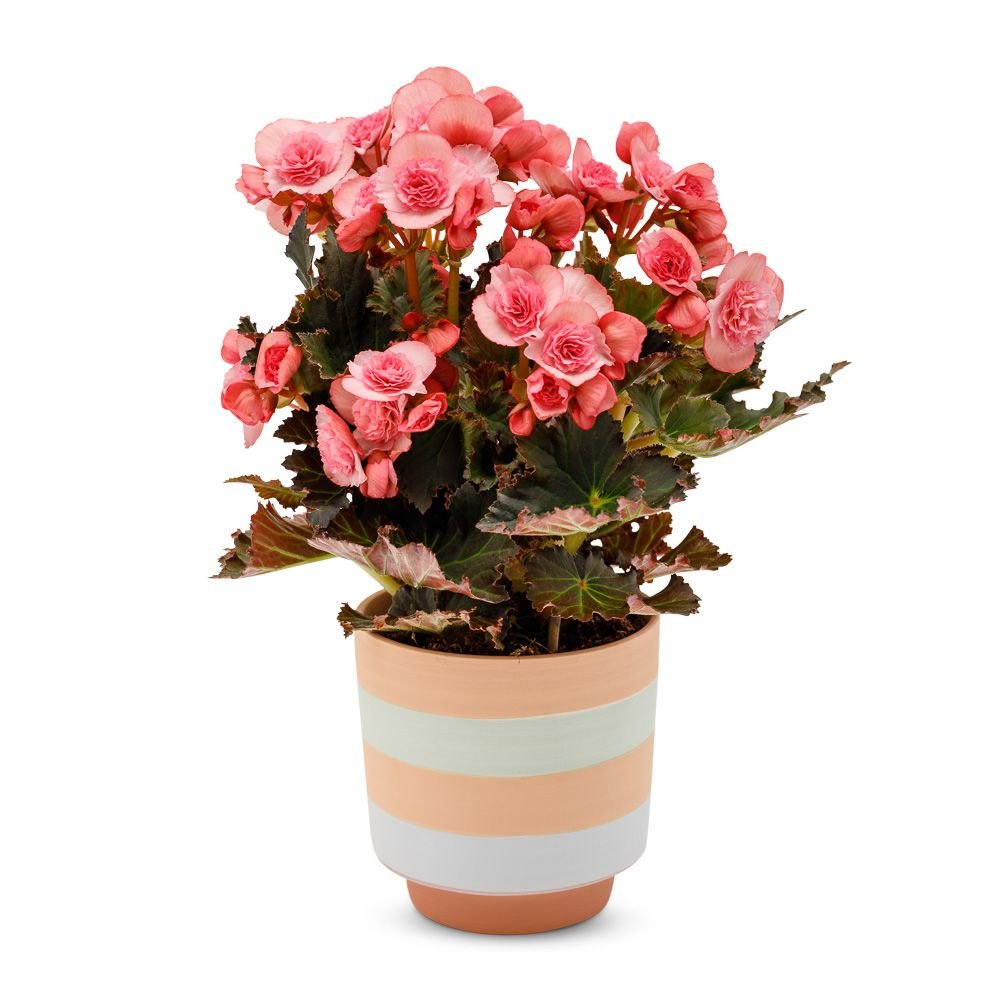 Begonia plant - Incl pot