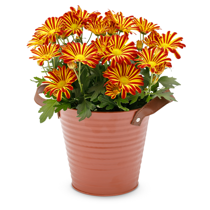 Chrysante plant