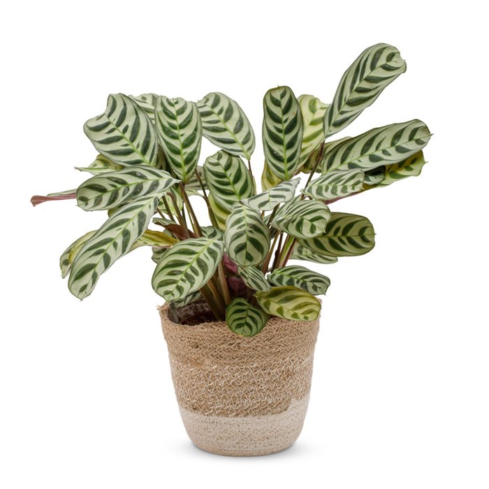 Visgraat plant