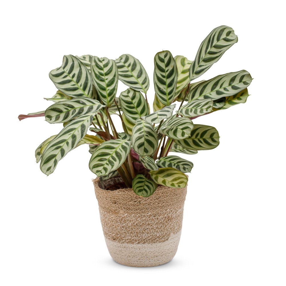 Visgraat plant