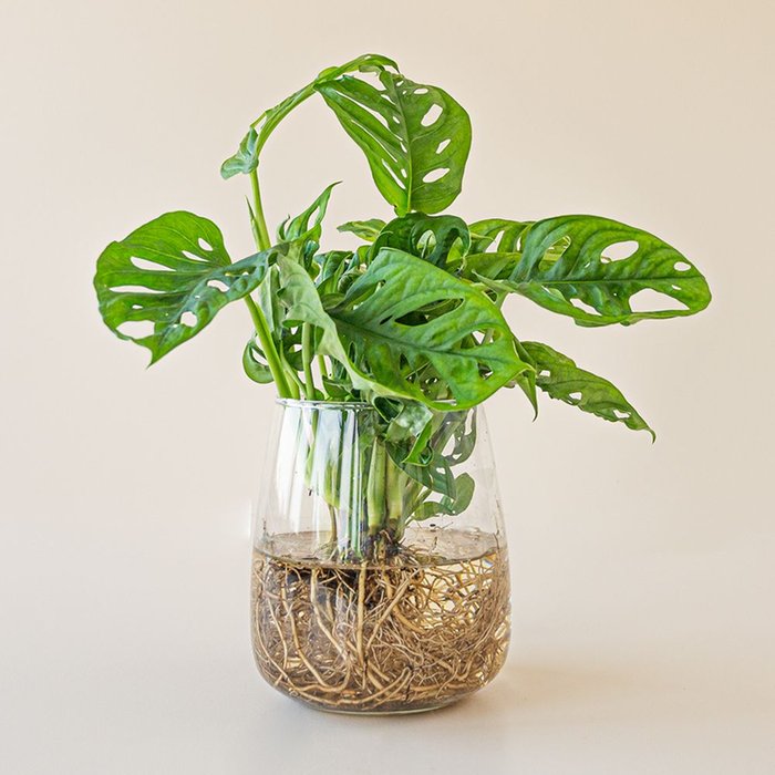Monstera Adansonii in glas DIY Greetz