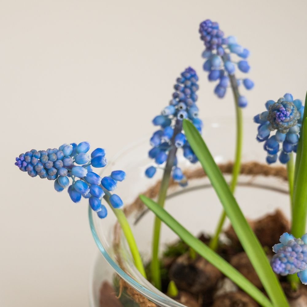 Plant Blauwe druifjes