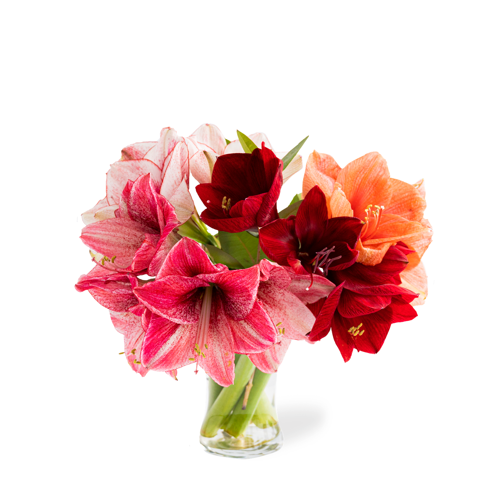 Greetz | Brievenbusbloemen | Amaryllis