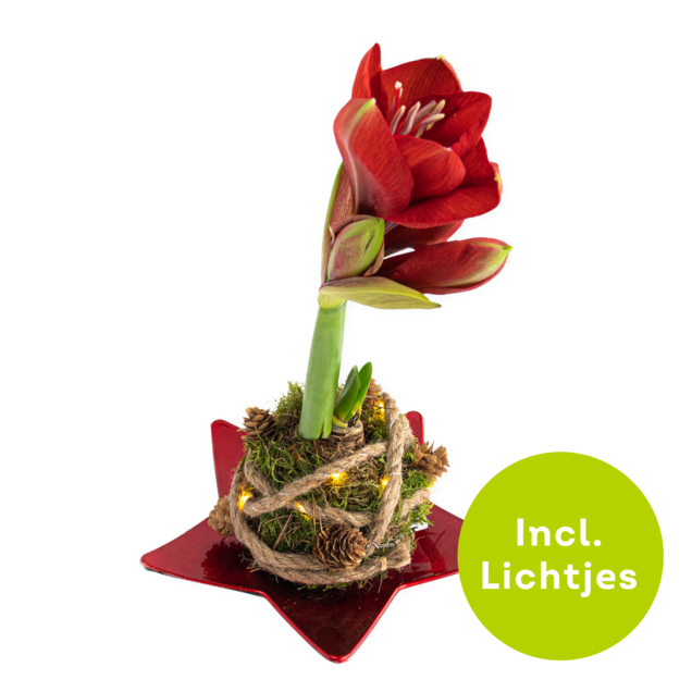Kerst Amaryllis