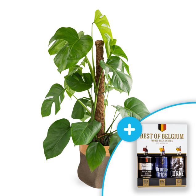 Bier 'Best of Belgium' + Monstera plant