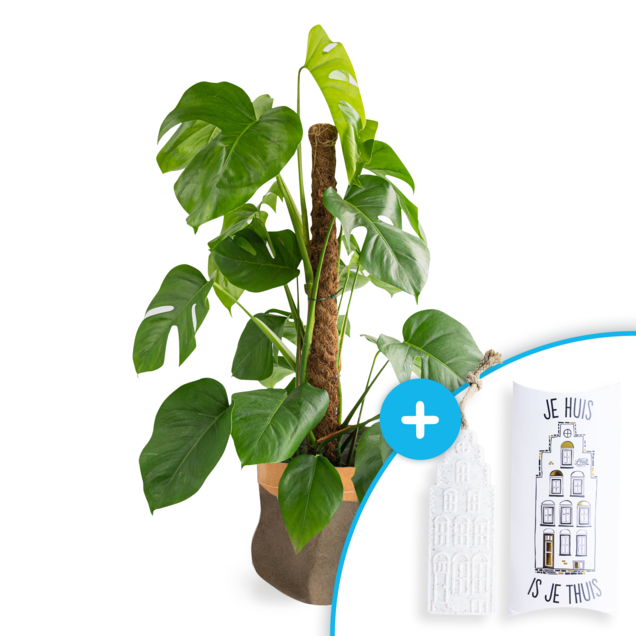 100% Leuk zeep + Monstera pl