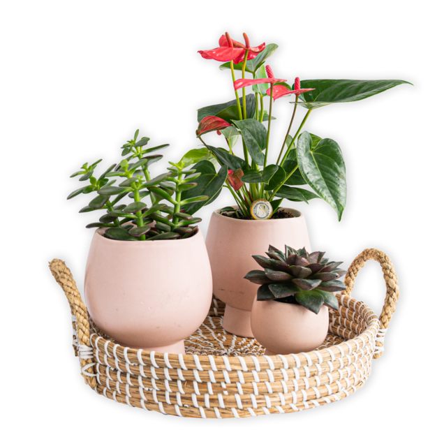 Plantentuin (incl. schaal en vaasjes)