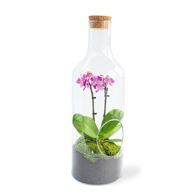 Terrarium met Orchidee