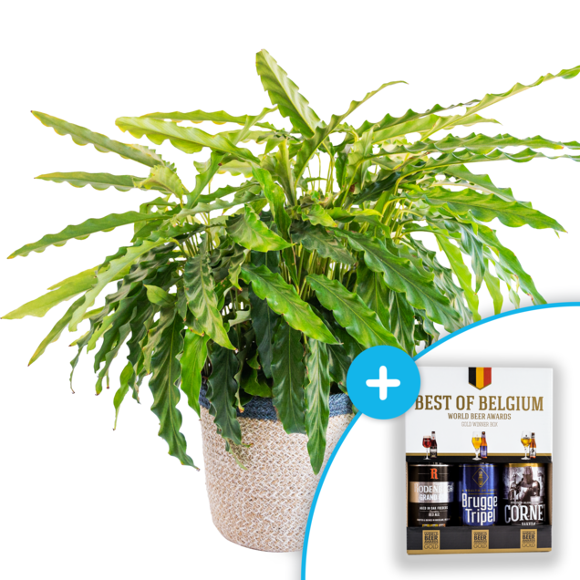 Calathea Bluegrass plant + Bier 'Best of Belgium'