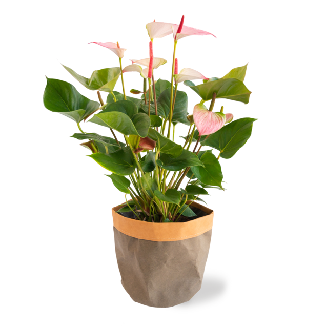 Anthurium plant (incl. pot)