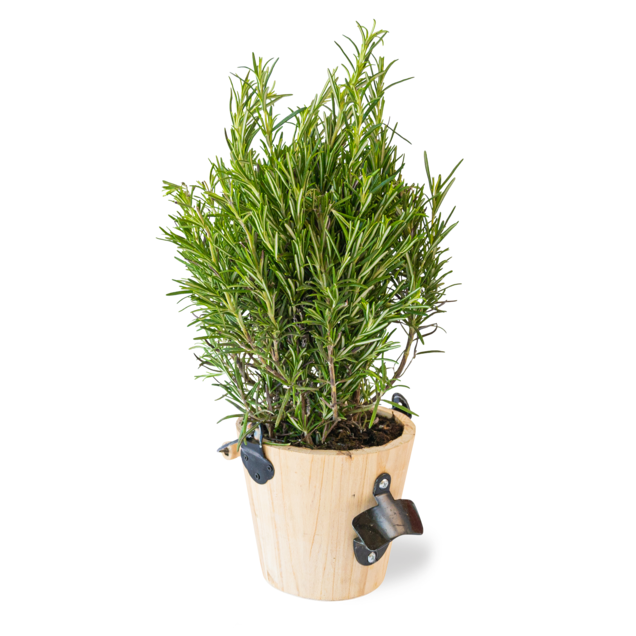 Rozemarijn BBQ Plant met bier opener