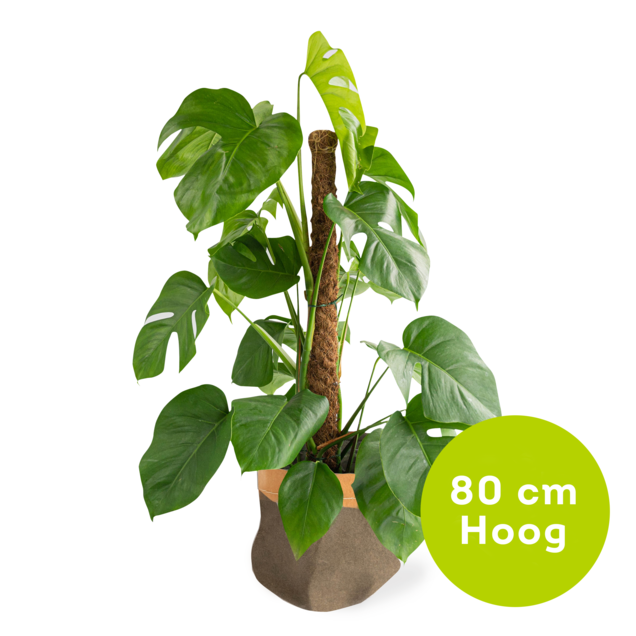 Plant van de maand - Monstera plant - 80 cm hoogte