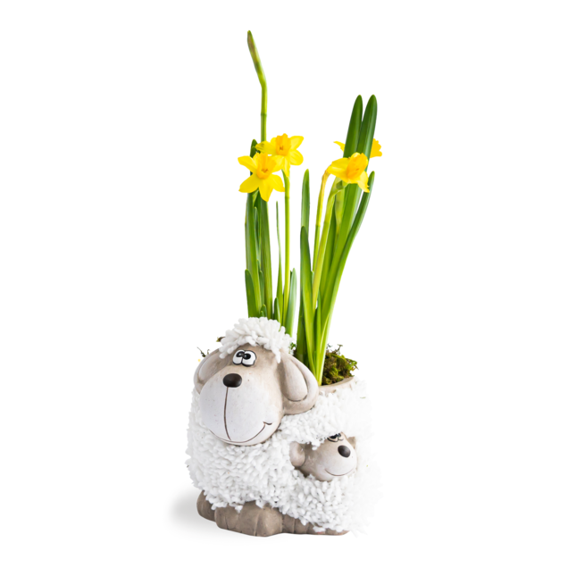 Schaap met narcissen