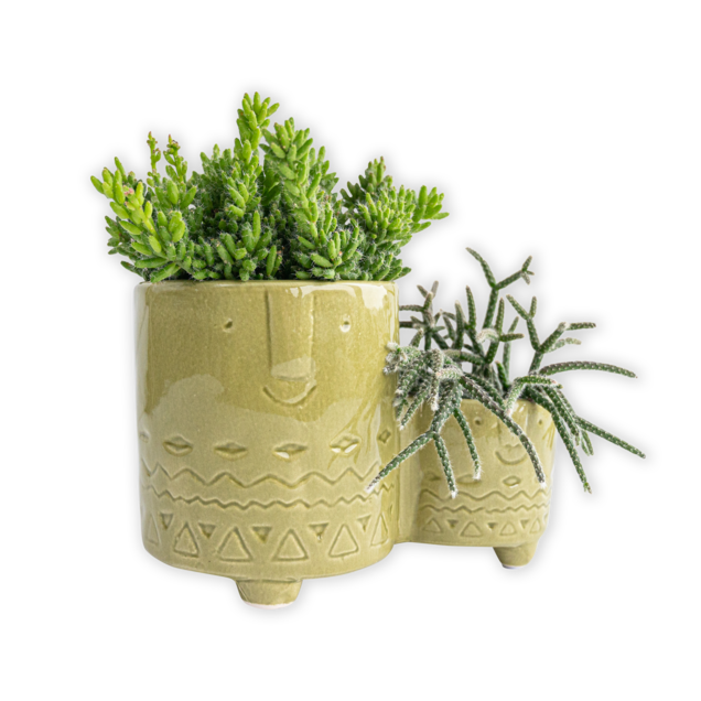 Familie plant (incl. pot)
