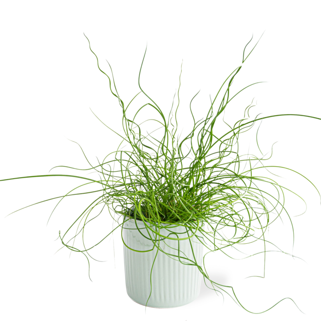 Juncus plant