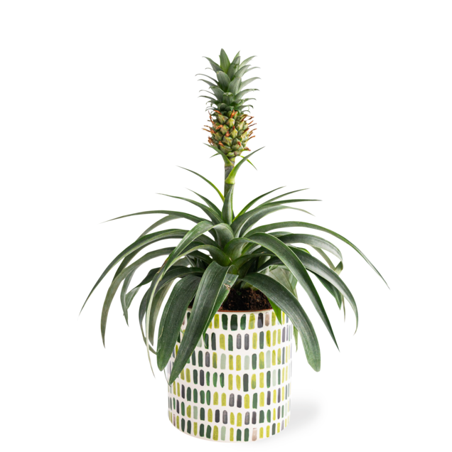 Ananas Plant