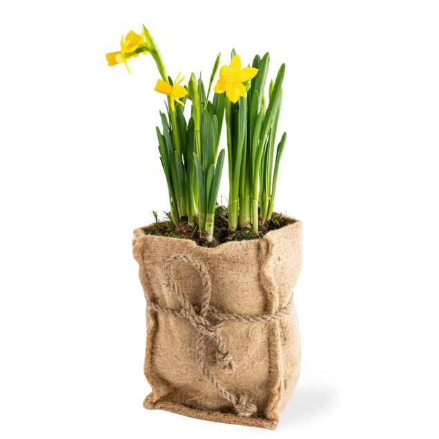 Narcissen