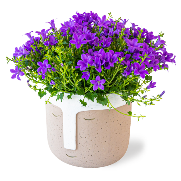 Campanula in gezicht pot