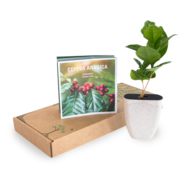 Brievenbus plant Treemore Koffie