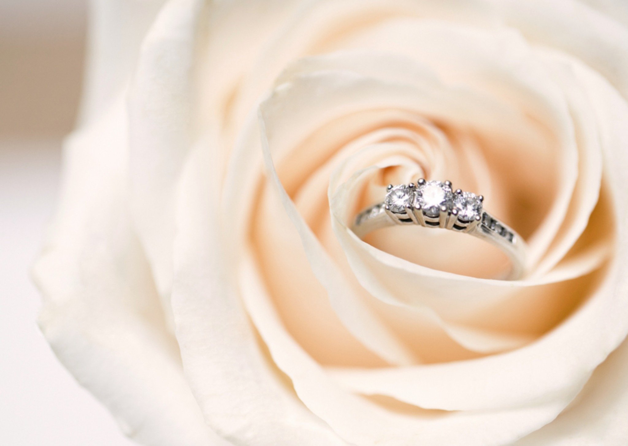 Huwelijksjubileum - ring - roos