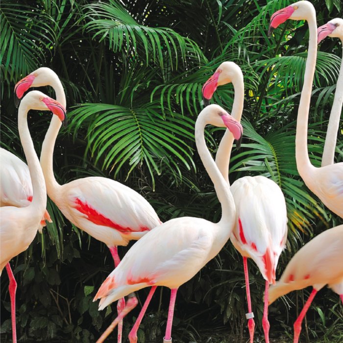 Ling Design | Verjaardagskaart | flamingo's