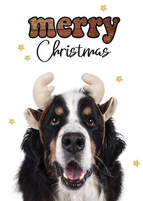 Catchy Images | Kerstkaart | Hond | Merry Christmas