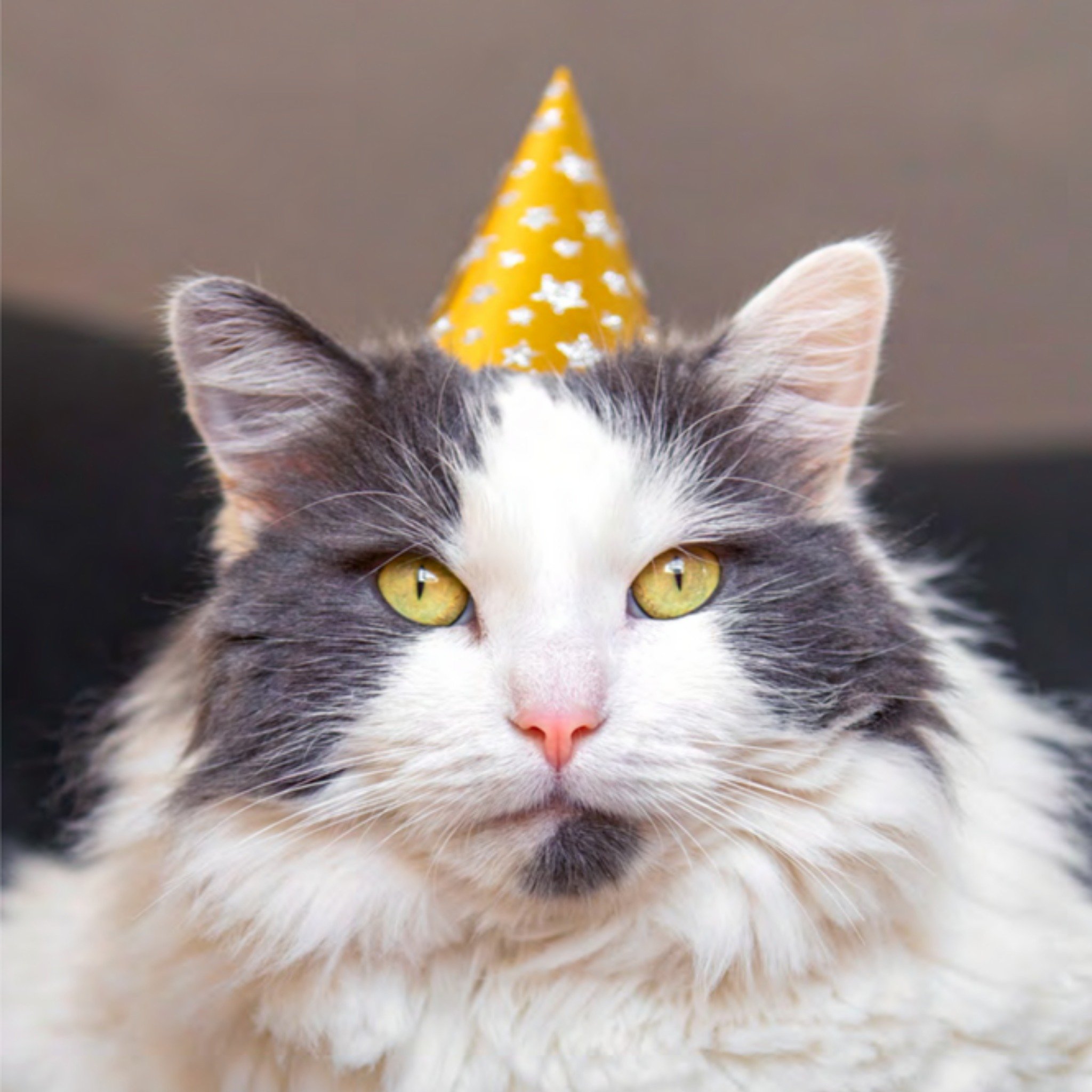 Verjaardagskaart - kat met feesthoedje