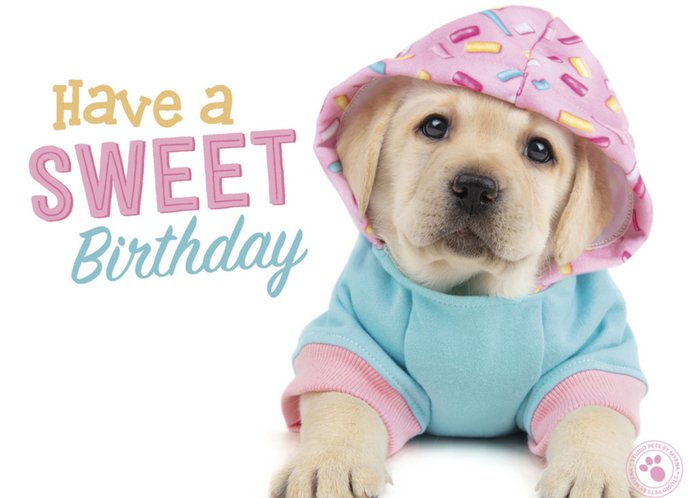 Studio Pets | Verjaardagskaart | hondje