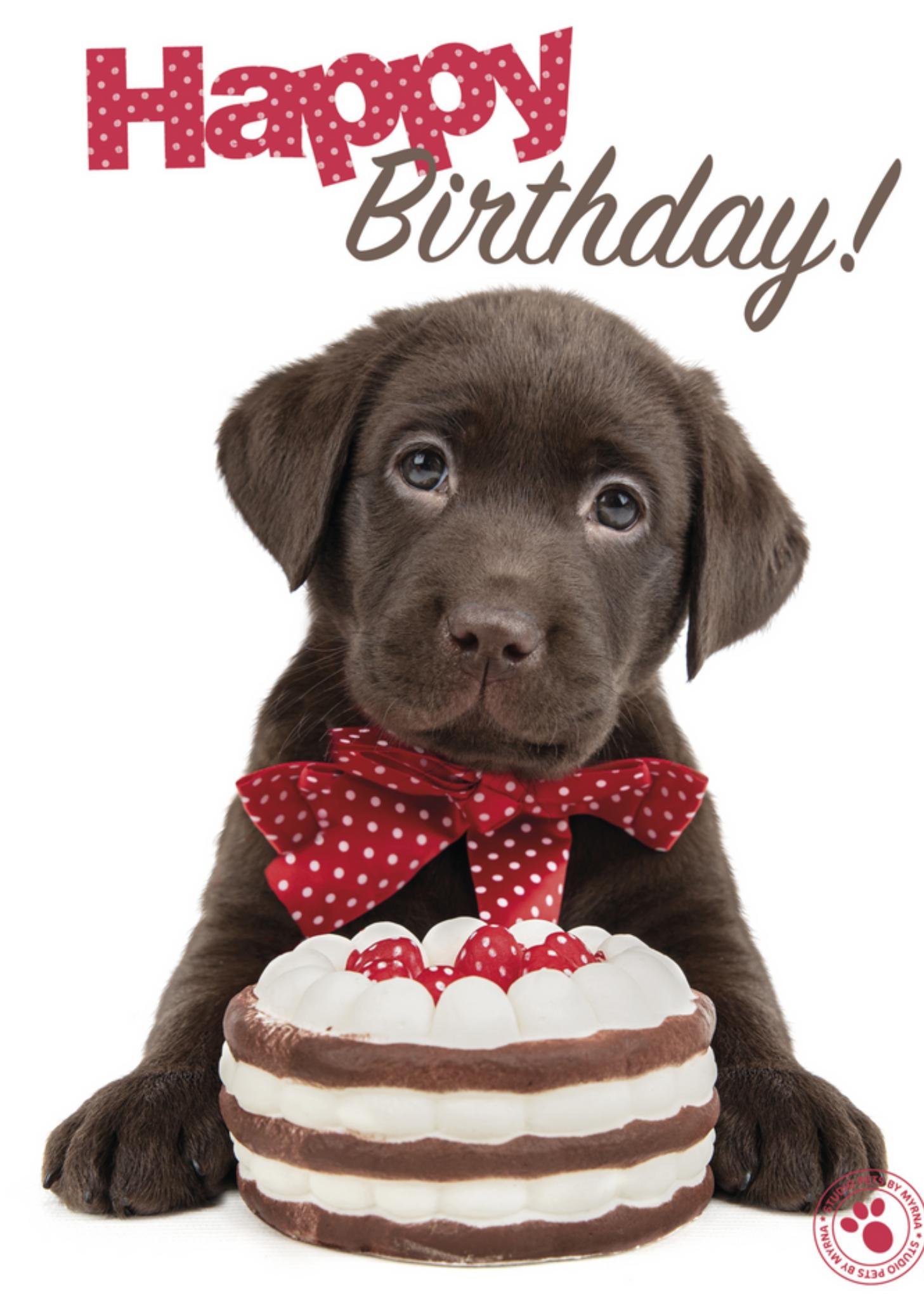 Verjaardagskaart - Studio Pets - Dieren
