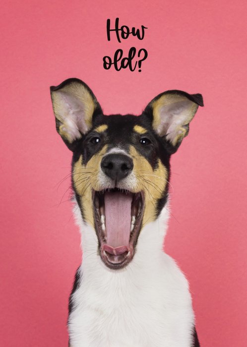 Catchy Images | Verjaardagskaart | hondje