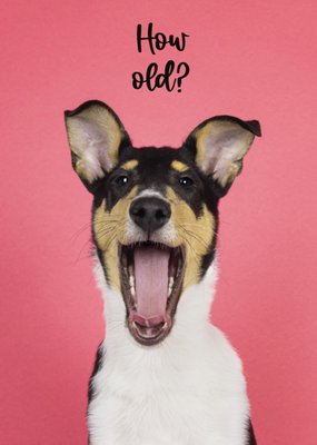 Catchy Images | Verjaardagskaart | hondje