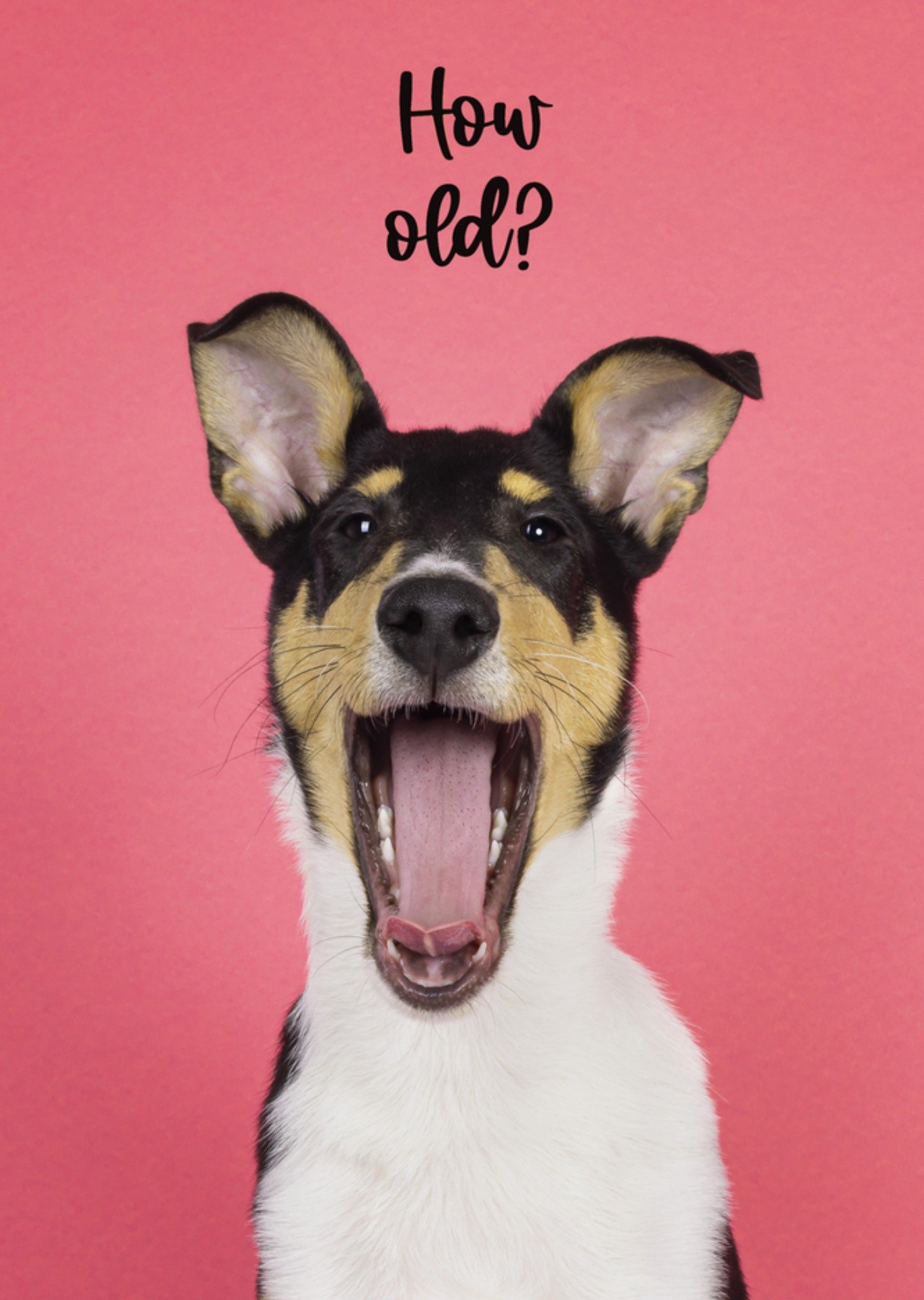 Catchy Images - Verjaardagskaart - hondje