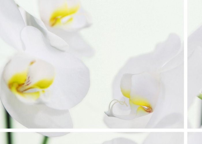 Liggende fotokaart met witte bloemen en lijnen