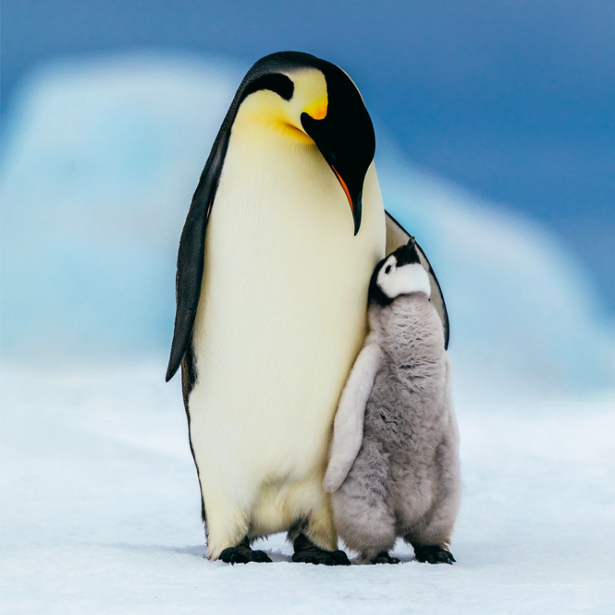 Bedanktkaart - pinguins