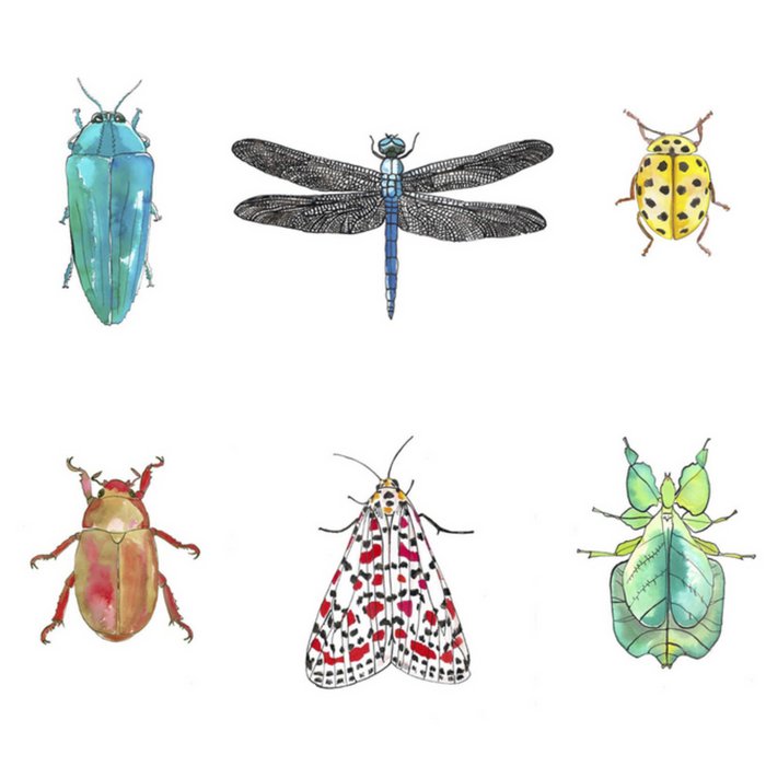 Marie Bodie | Zomaar kaart | insecten