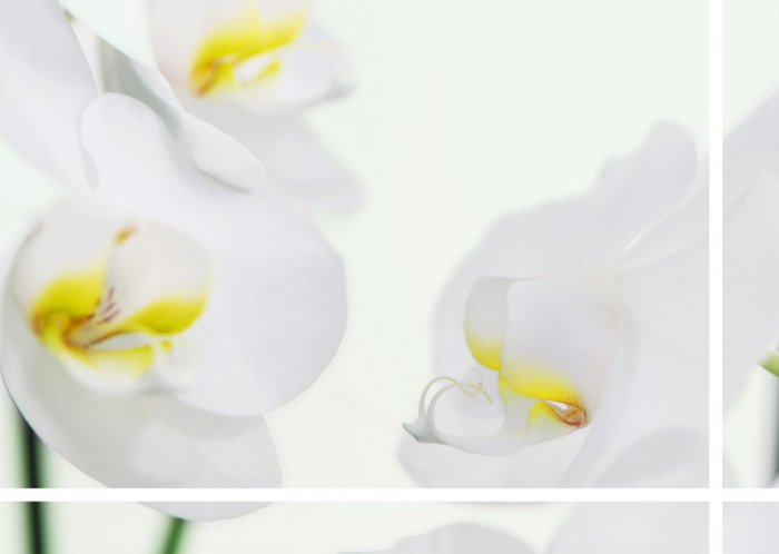 Liggende fotokaart met witte bloemen en lijnen