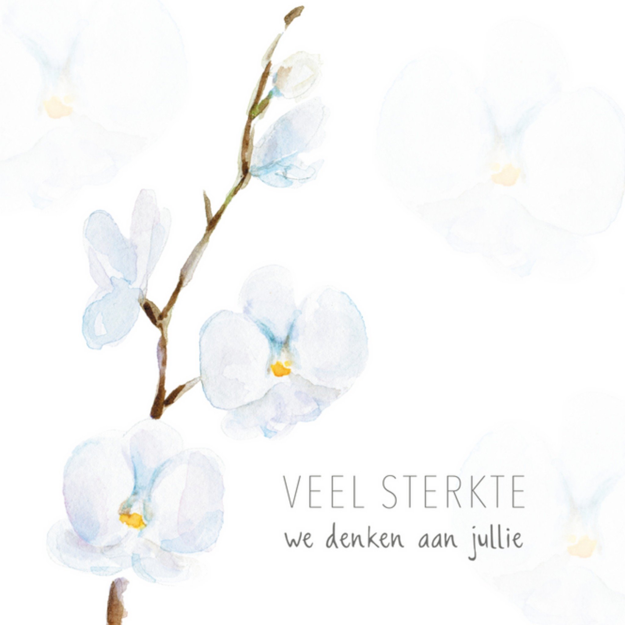 Michelle Dujardin - Condoleance - Witte orchidee