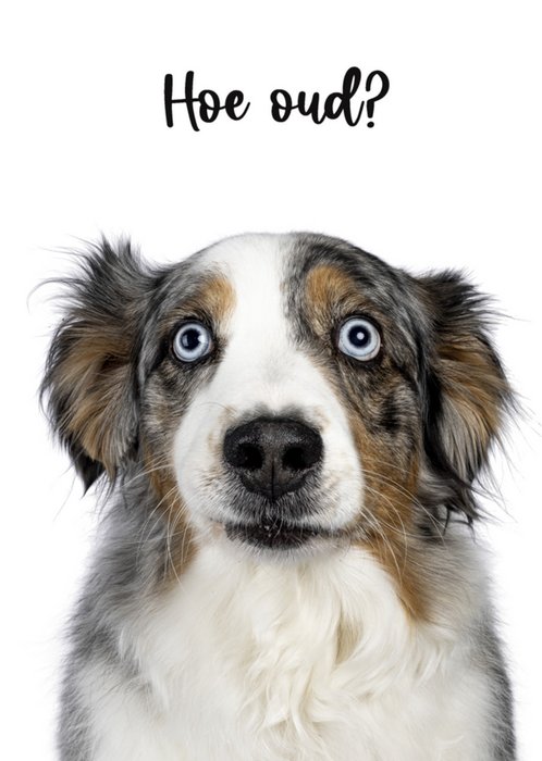 Catchy Images | Verjaardagskaart | hond