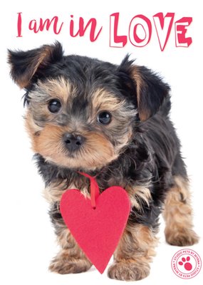 Studio Pets | Liefdeskaart | hondje
