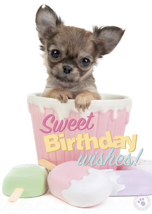 Studio Pets | Verjaardagskaart | hondje | ijsje