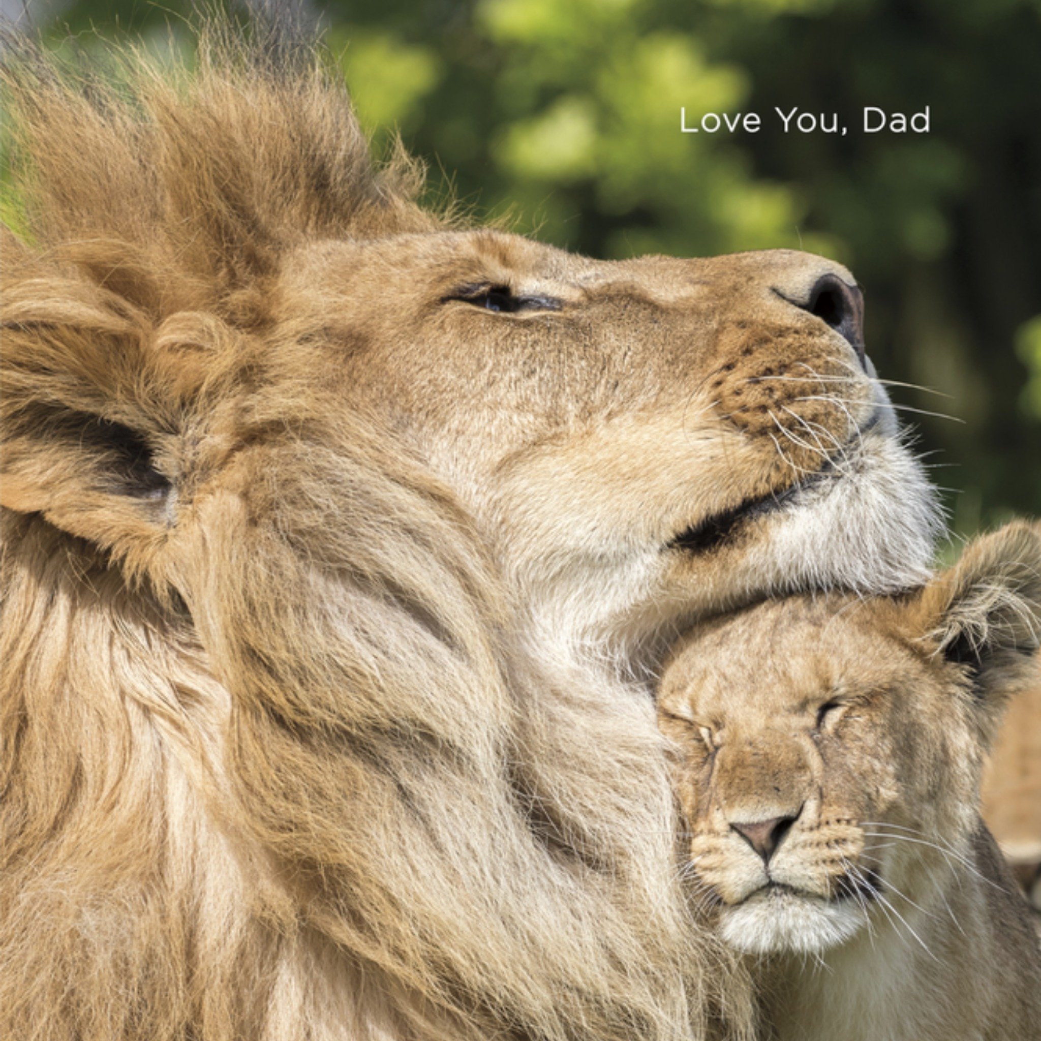 UK Greetings - Vaderdagkaart - leeuw