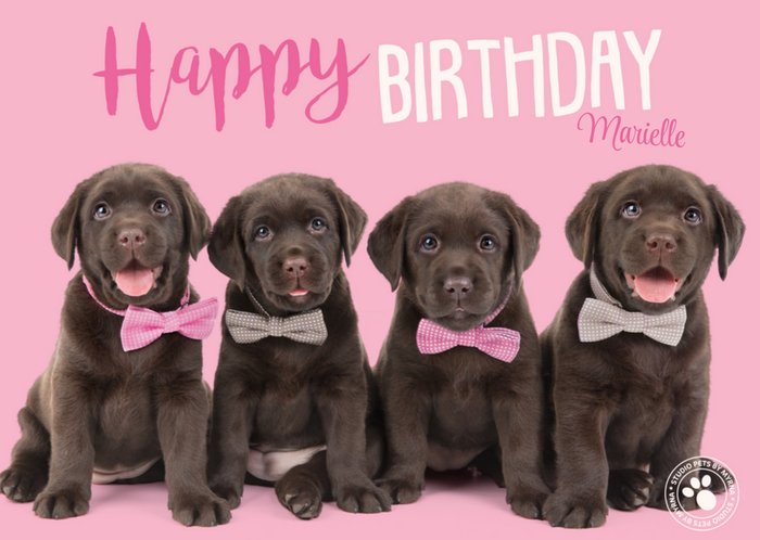 Studio Pets | Happy birthday | Honden | Met naam