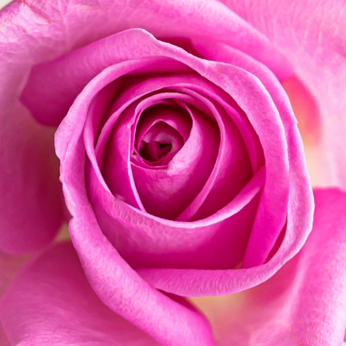 Greetz | Valentijnskaart | roos | roze