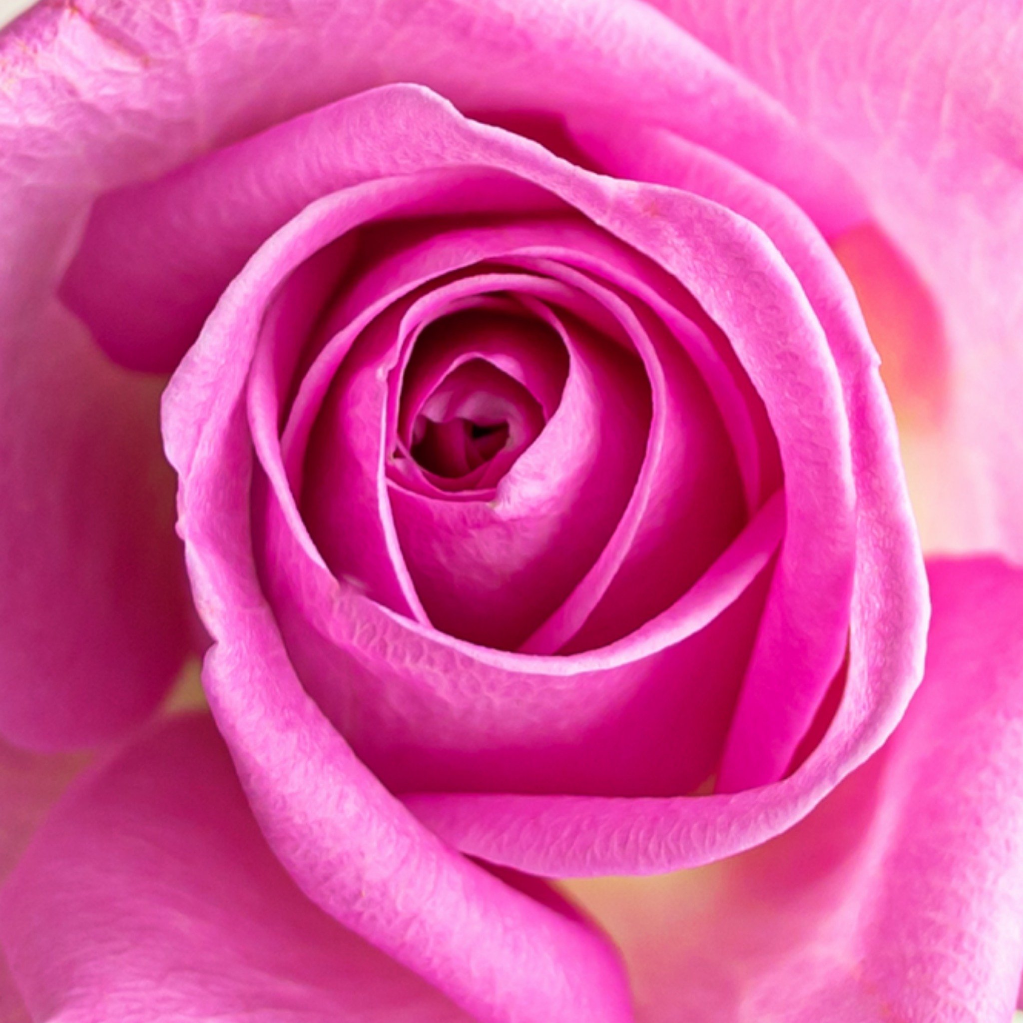 Valentijnskaart - roos - roze