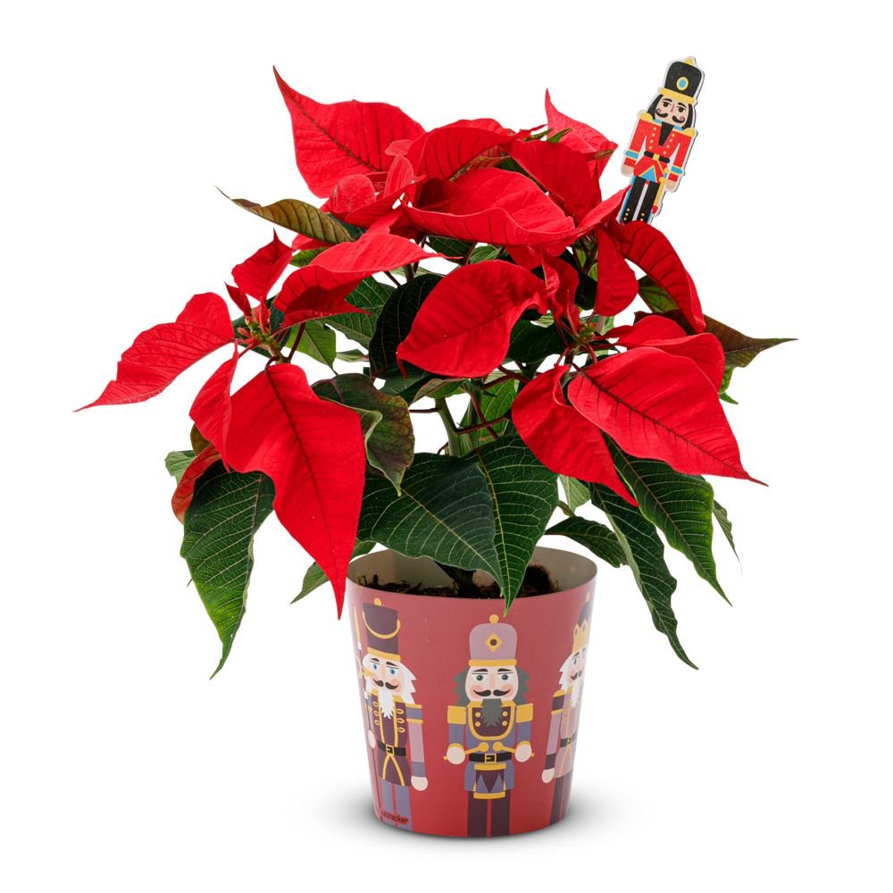 Greetz | Kerstster plant met notenkraker