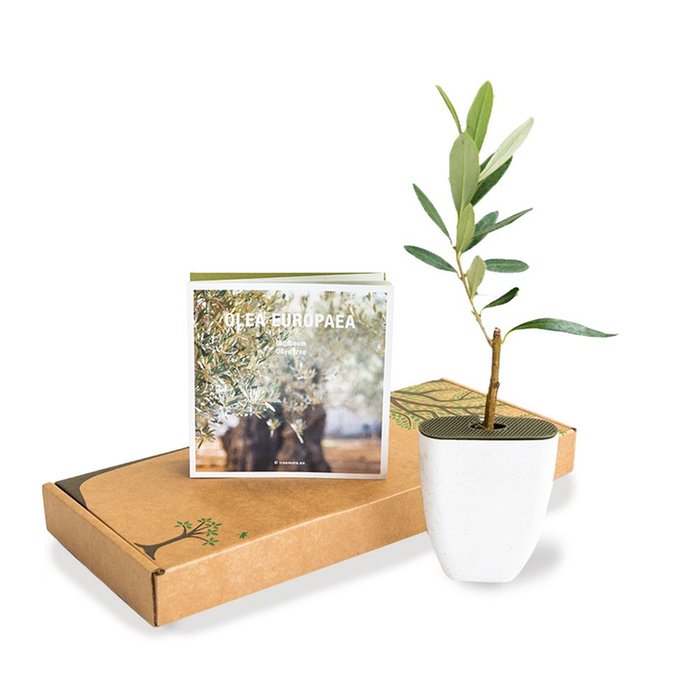 Brievenbus olijfboompje 