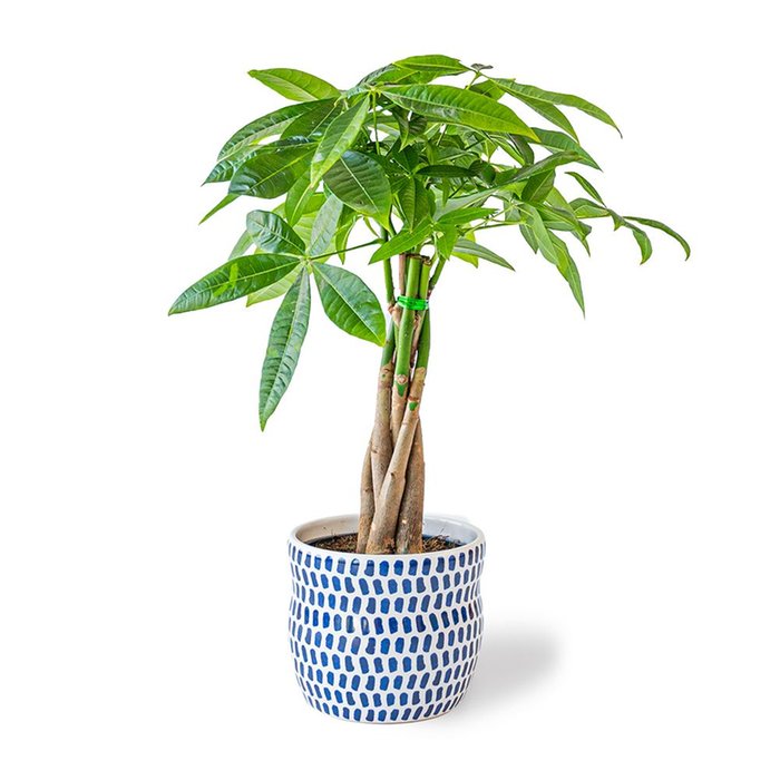 Pachira plant (incl. pot)