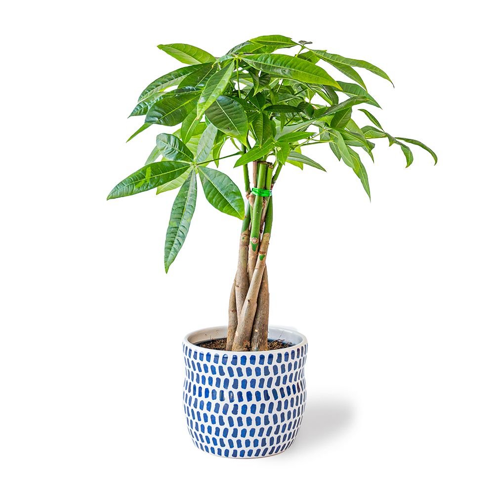 Pachira plant (incl. pot)
