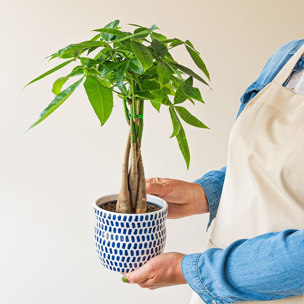 Pachira plant - Incl pot